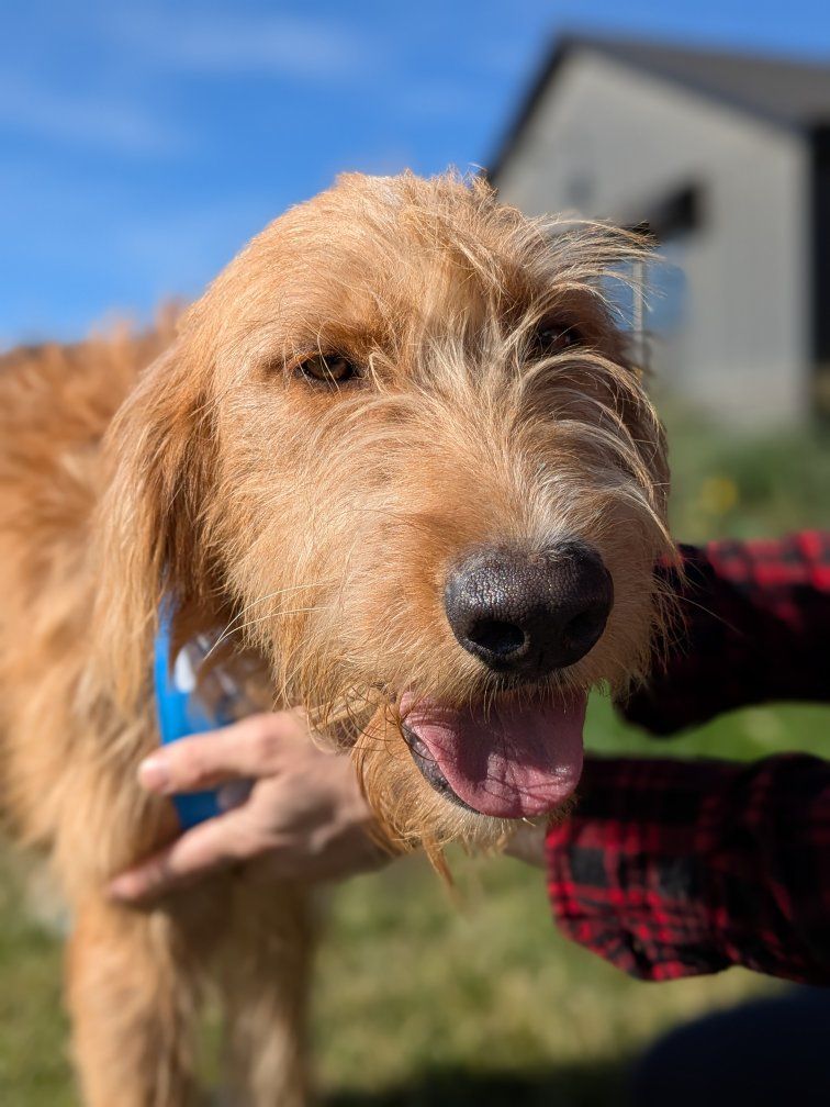 Sweet Bernese/Labradoodle Mix Calm, Gentle