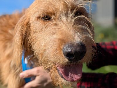 Sweet Bernese/Labradoodle Mix Calm, Gentle