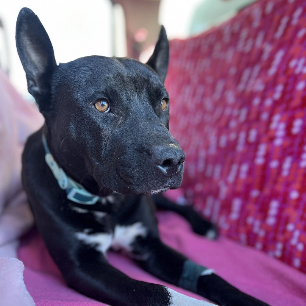 Hello my name is Odie