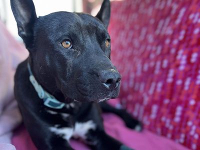 Hello my name is Odie