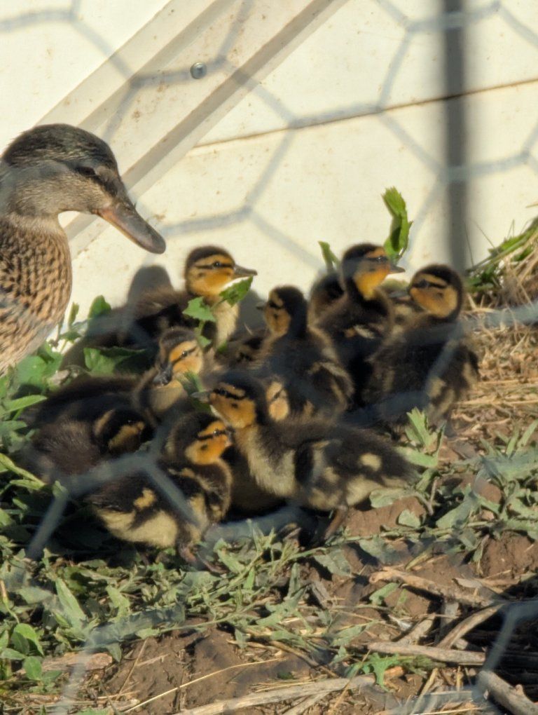 Mallard Ducklings