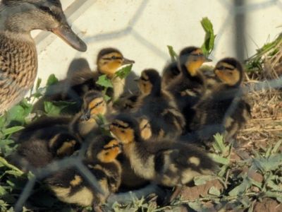 Mallard Ducklings