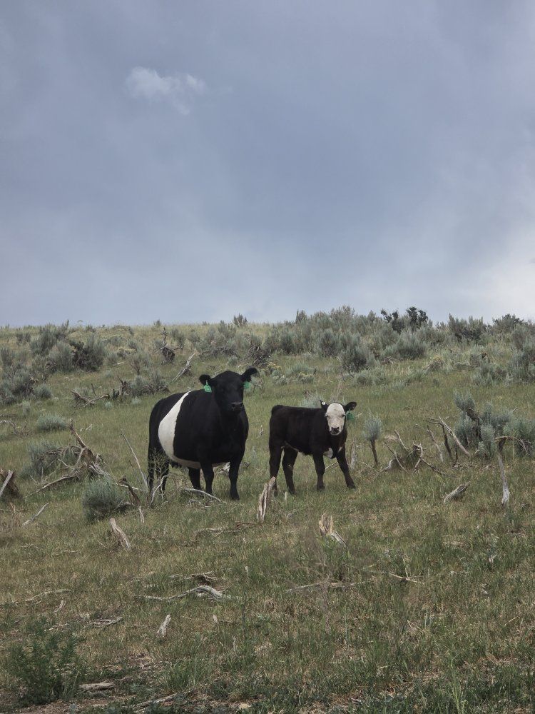 Galloway cow and calf