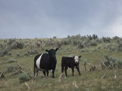 Galloway cow and calf