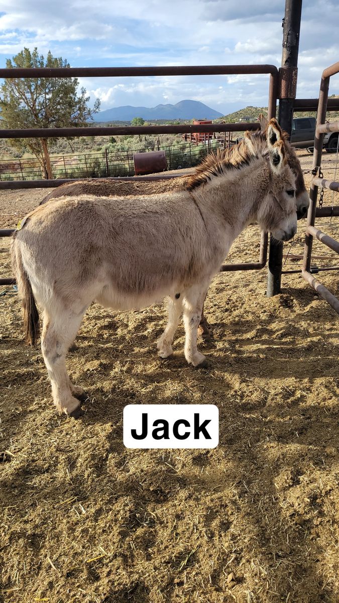 3 donkeys