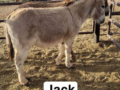 3 donkeys