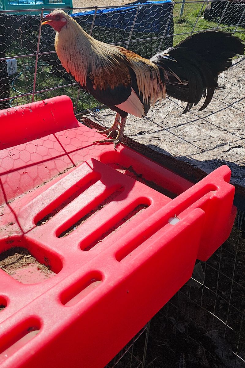 Gamefowl