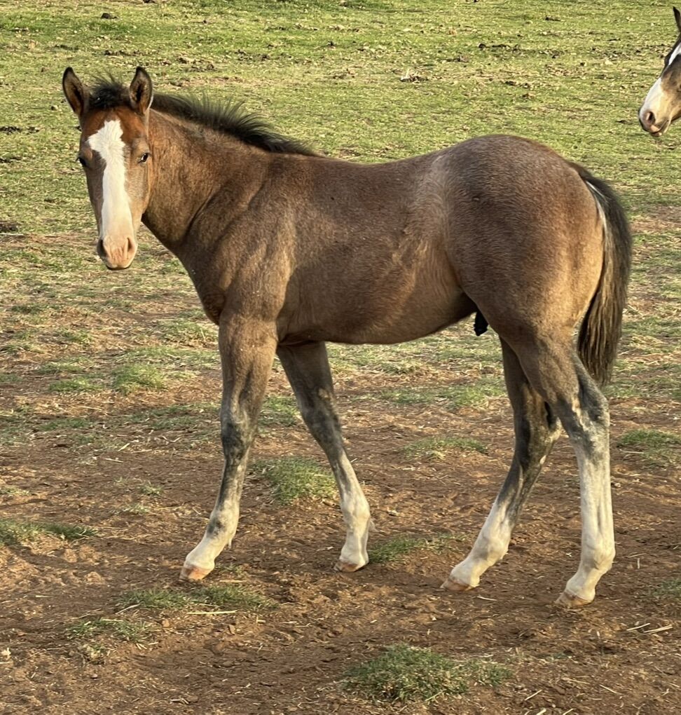 2025 gray colt- Handle Bar Doc, Rondo Leo, OK Star