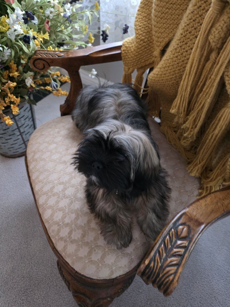 Lhasa Apso