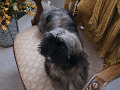 Lhasa Apso