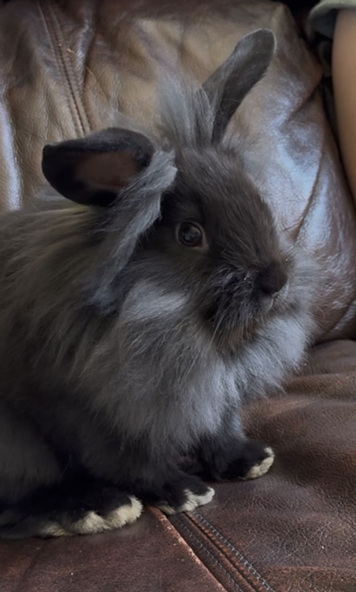 Sweetest Male 1/2 Holland Lop 1/2 Lionhead dwarf Litterbox trained!