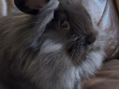 Sweetest Male 1/2 Holland Lop 1/2 Lionhead dwarf Litterbox trained!