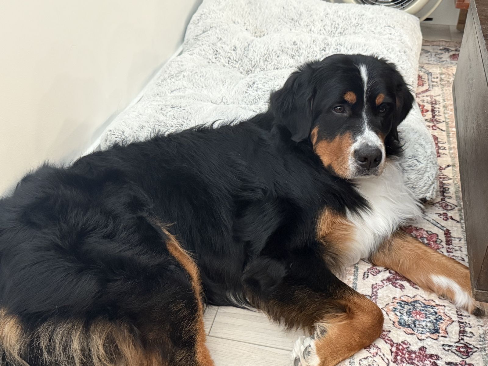 2-Year-Old Male Bernese Mountain Dog