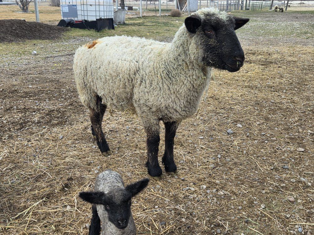 2 year old ewe
