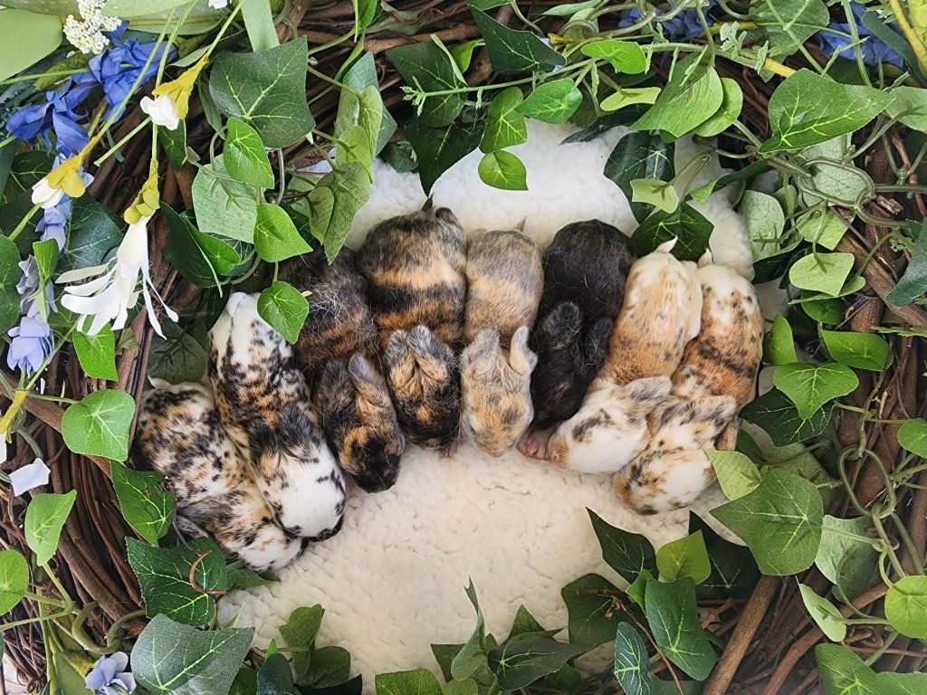 Tri-color, Harlequin Standard Rex Rabbits