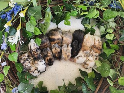 Tri-color, Harlequin Standard Rex Rabbits