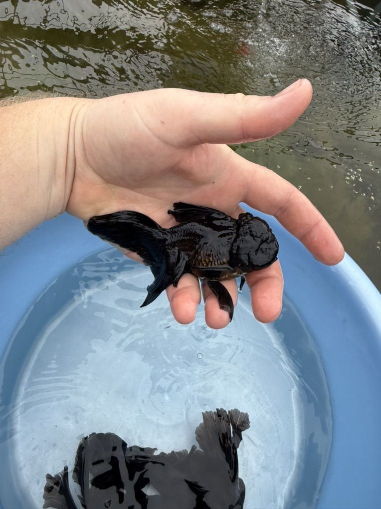 Beautiful Highquality Black Oranda Goldfish