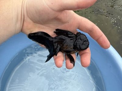 Beautiful Highquality Black Oranda Goldfish