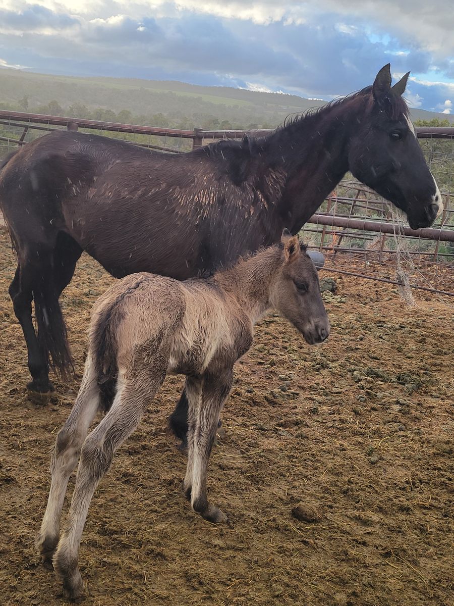 Unhandled mare and foal