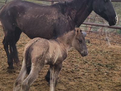 Unhandled mare and foal