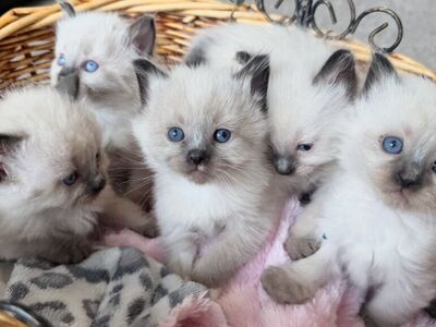 SWEET FLAME/SEAL point RAGDOLL kittens--SUPER AFFECTIONATE/ STAY SMALL! Less allergenic/shed less! Loyal Puppy like--do TRICKS!