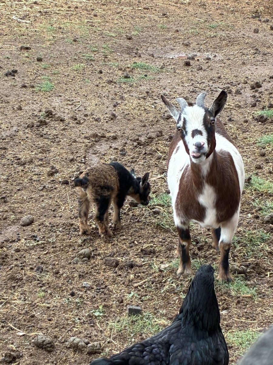  Mother and Baby Goat