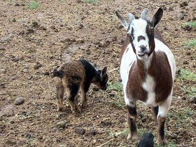 Mother and Baby Goat