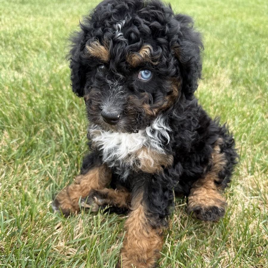 Aussiedoodle (like Goldendoodle) female 8 wks