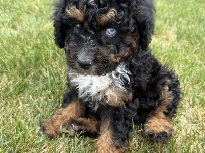 Aussiedoodle (like Goldendoodle) female 8 wks