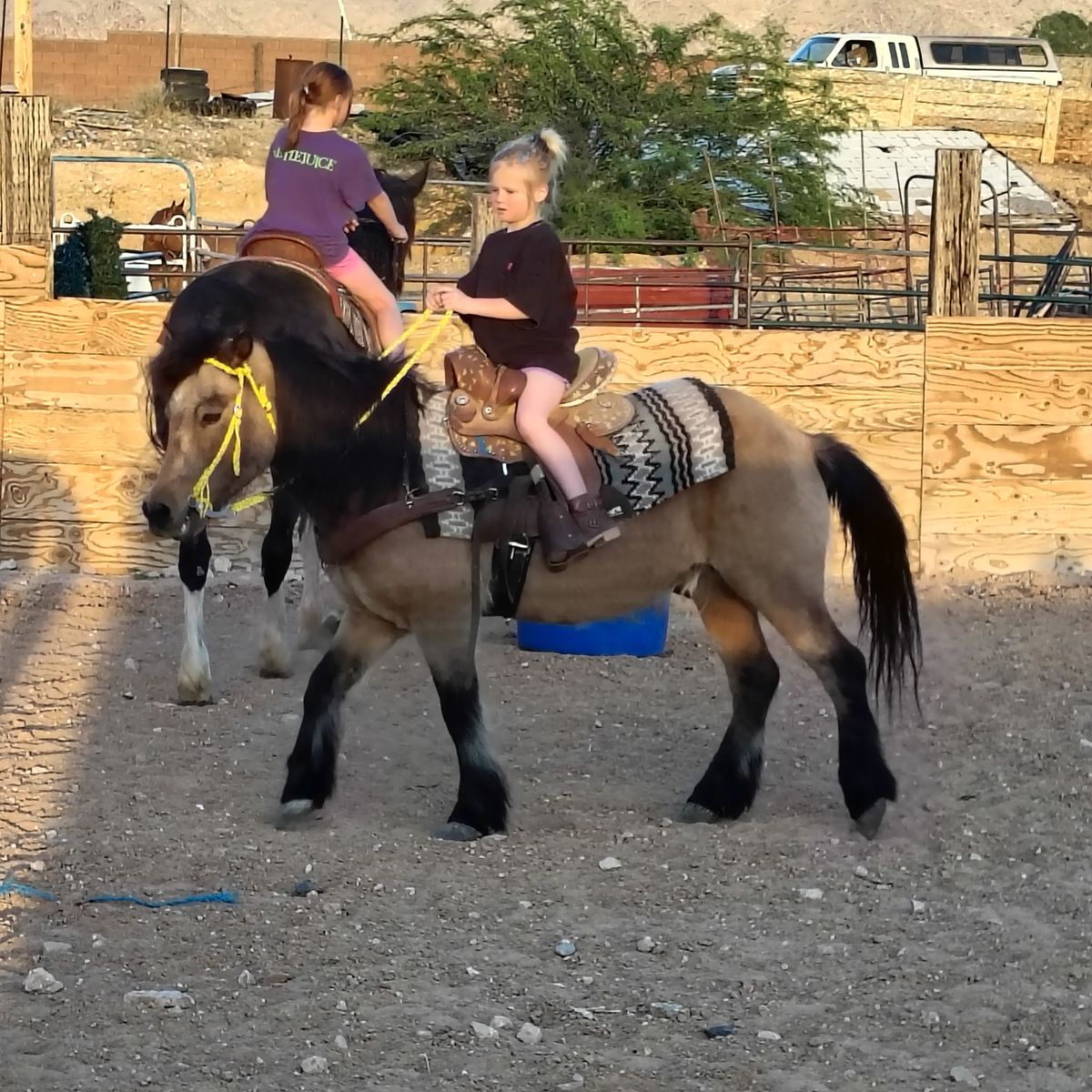 Buckskin pony gelding