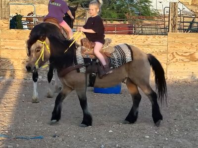 Buckskin pony gelding