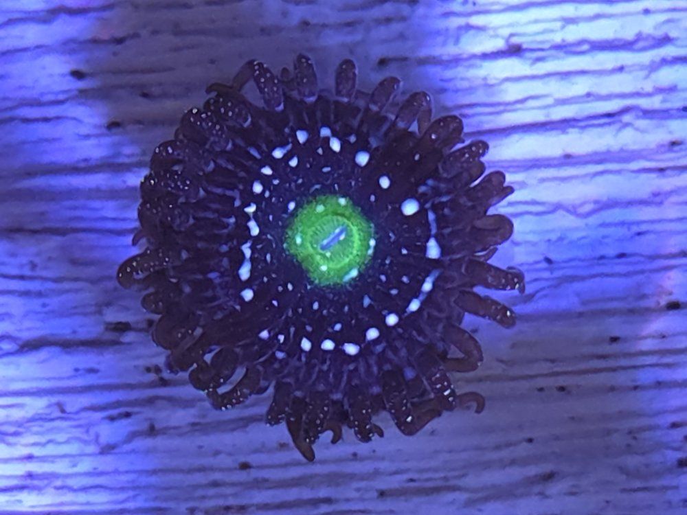 Zoa's