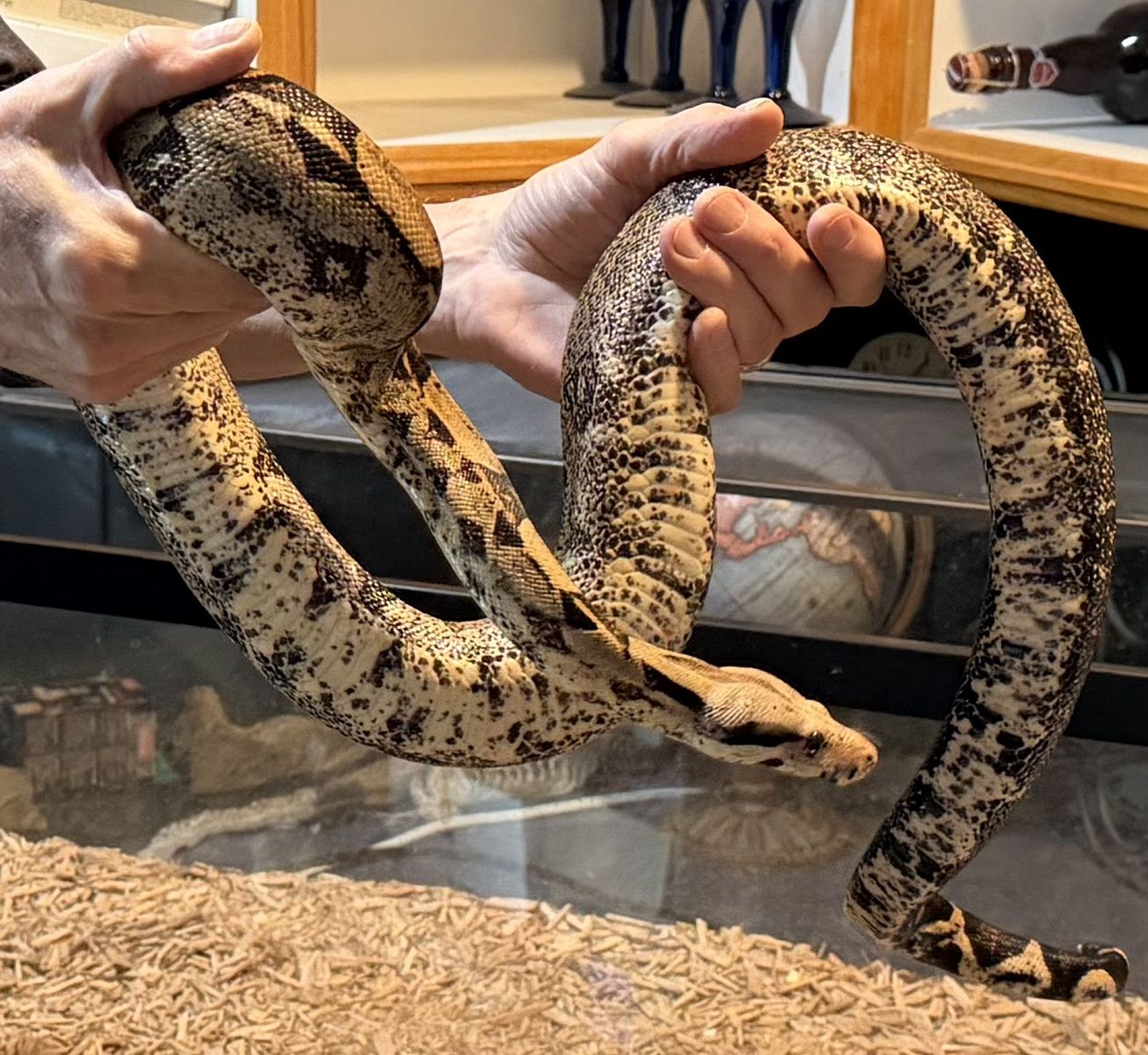 Red Tailed Boa Constrictor