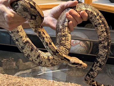 Red Tailed Boa Constrictor