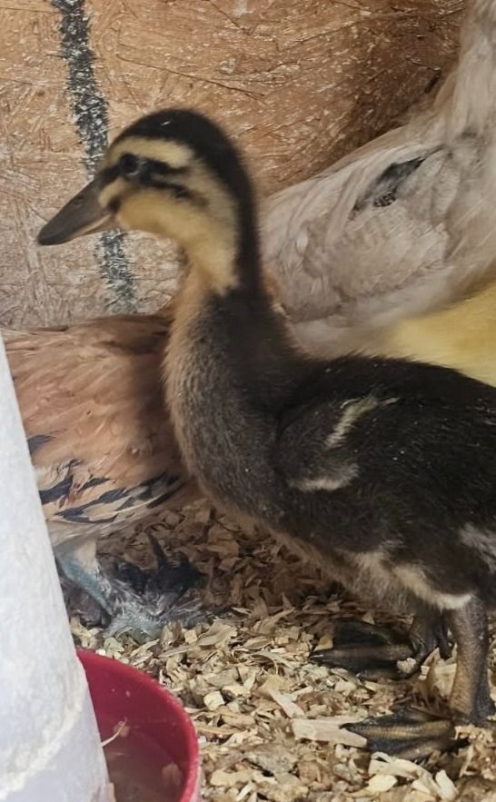 Ducklings, Sawyer and Shiloh