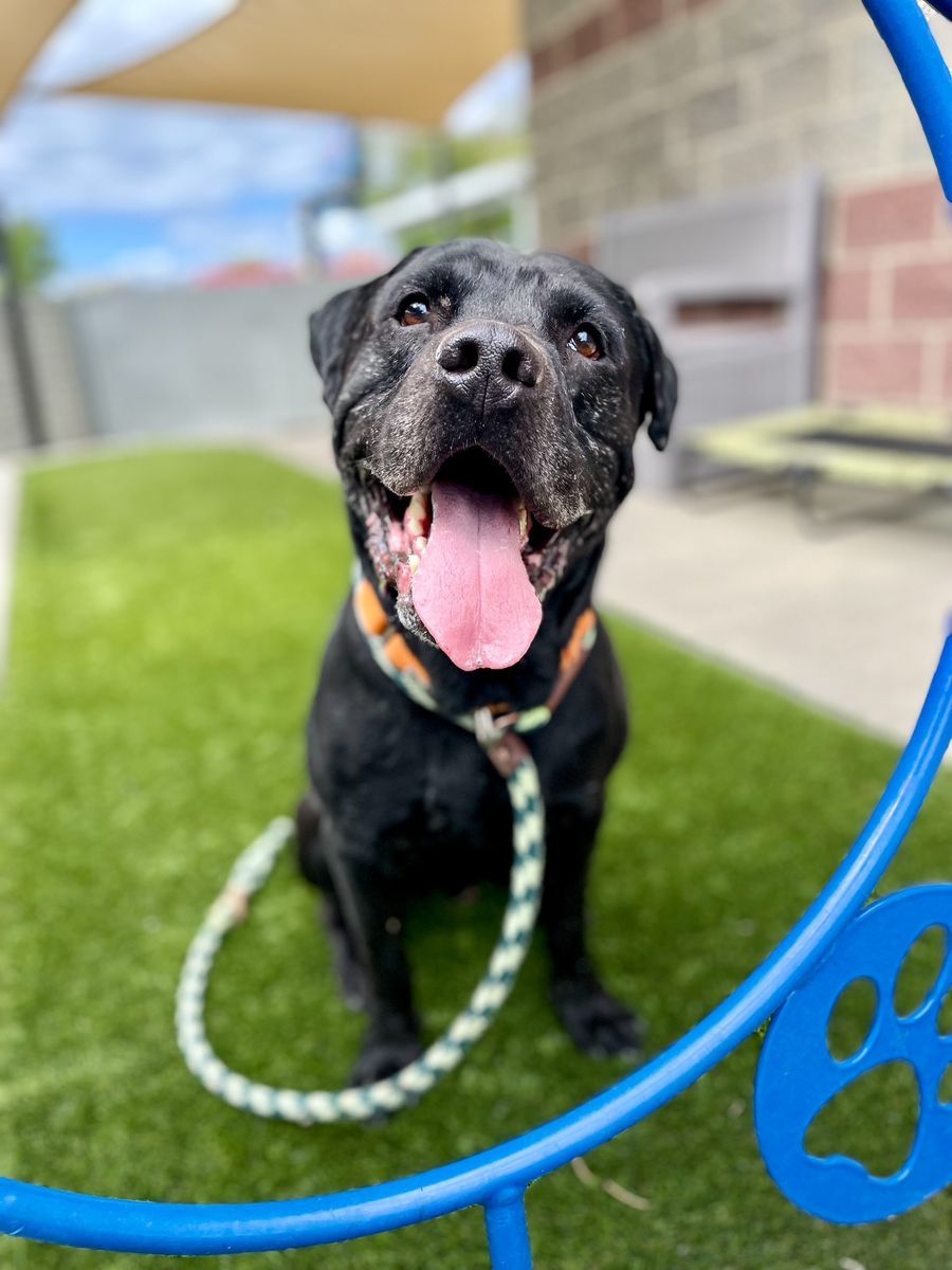 A161840 Metro is Available for Adoption!