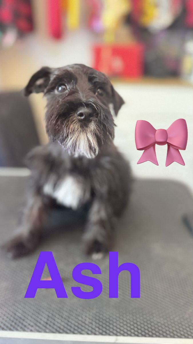 Schnauzer Puppies 