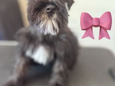 Schnauzer Puppies