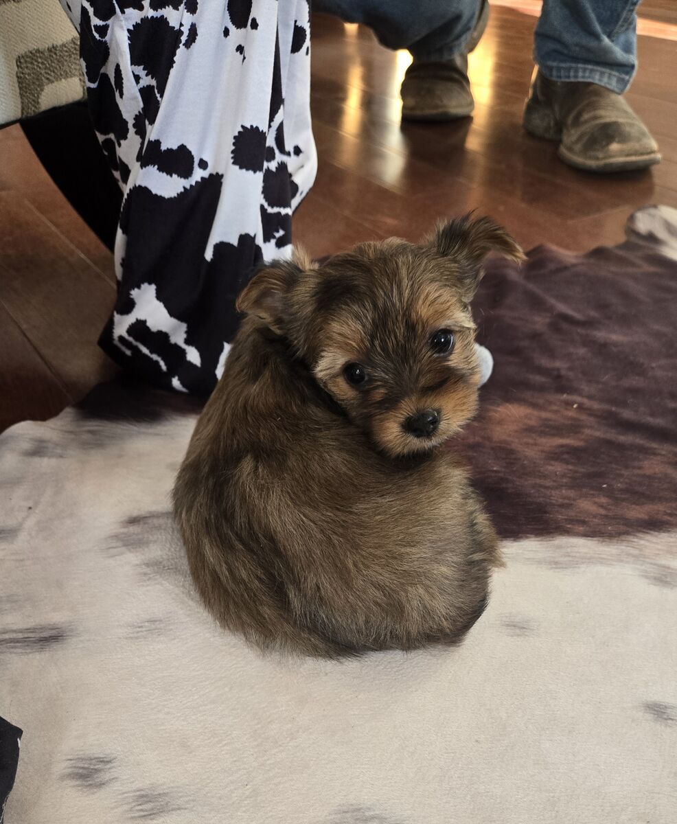Adorable Tiny Yorkies