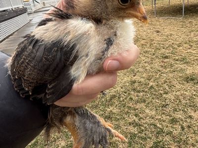 Brahma Chicks