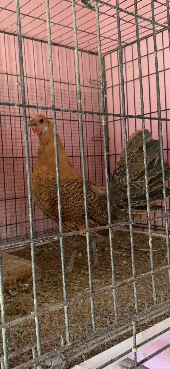 3 hens and rooster