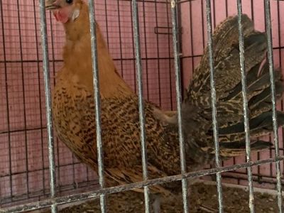 3 hens and rooster