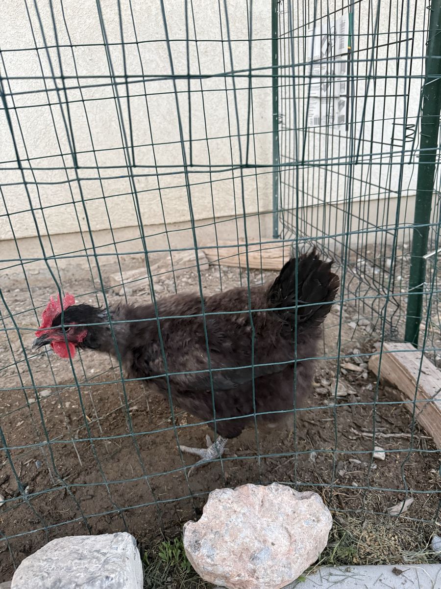 FREE: Black Australorp Laying Hen - 3 Years Old