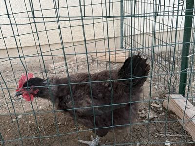 FREE: Black Australorp Laying Hen - 3 Years Old