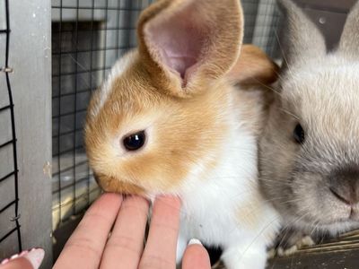Adorable Baby Bunnies!
