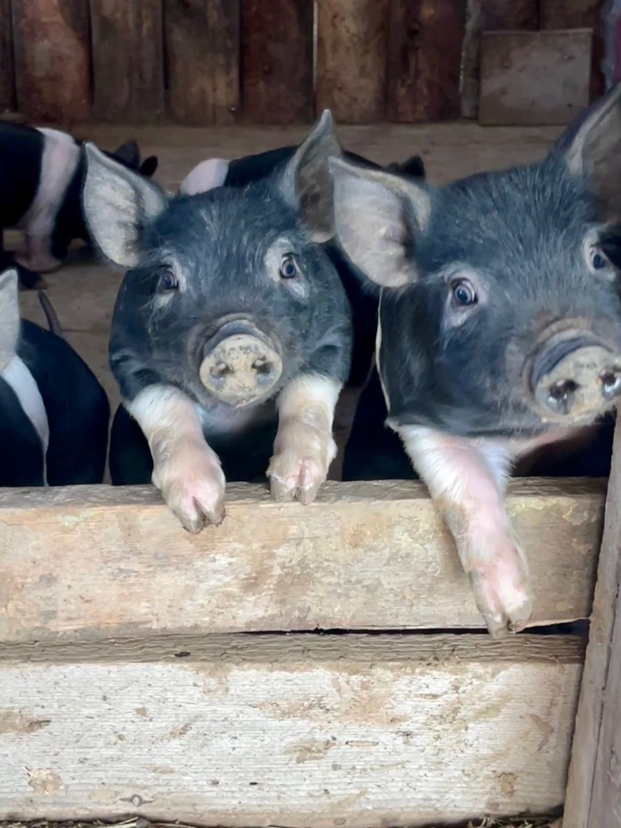 Good quality Hampshire weaners born Feb 12