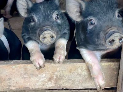 Good quality Hampshire weaners born Feb 12