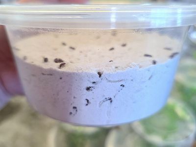 Rice flour beetle culture