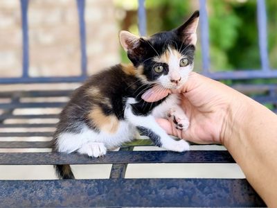 Sweet little Calico girl kitten