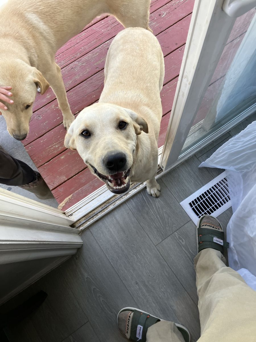 1-Year-Old Yellow Labrador Retriever - Playful and Ready for a New Home!